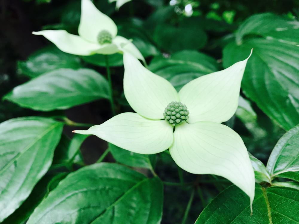leaf nature flora flower no person leaf nature flora flower no person