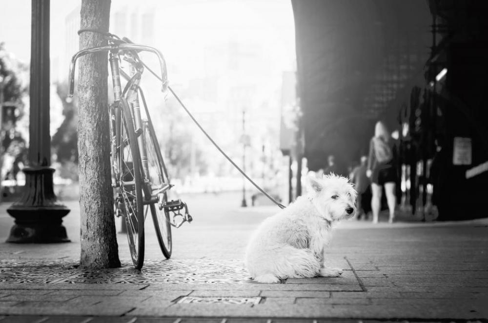street people walking animals dog street people walking animals dog
