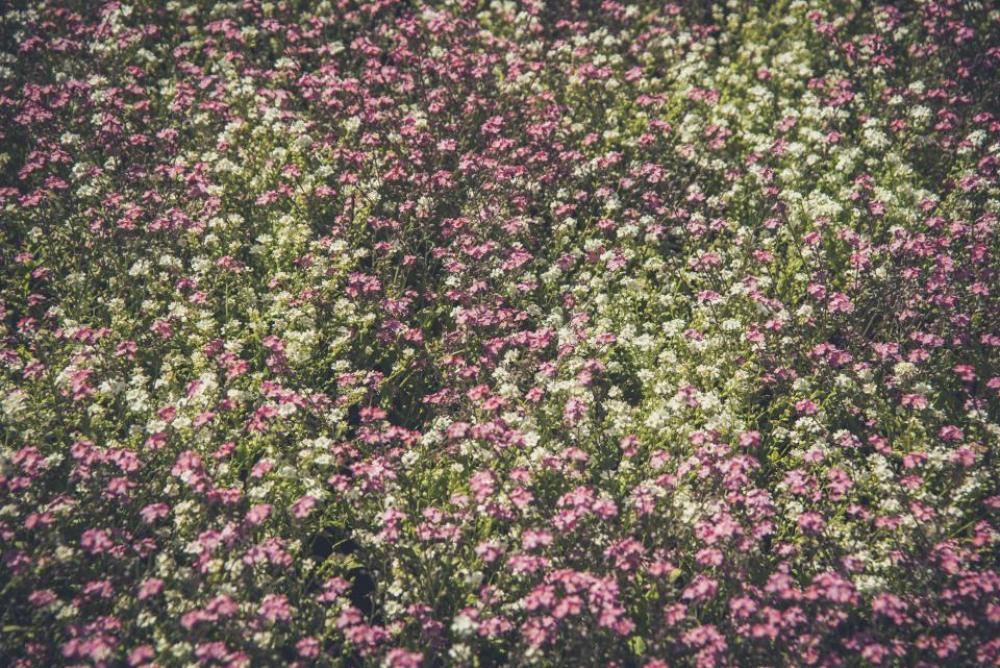 flower pink petal bloom garden flower pink petal bloom garden