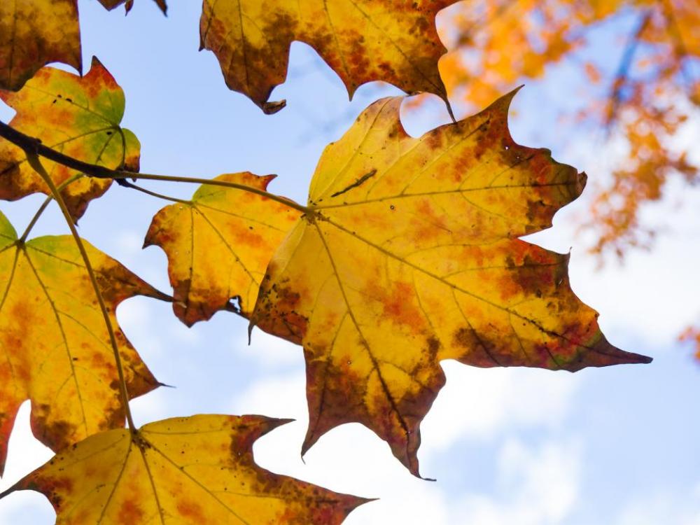 nature trees branches leaves maple nature trees branches leaves maple