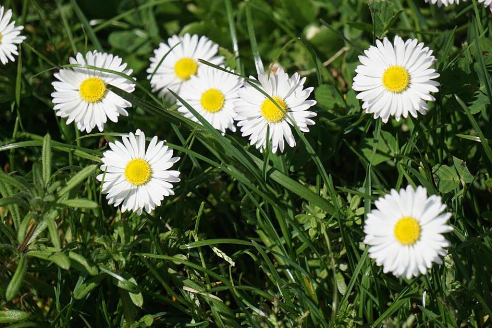 plants flower bloom petals leaves plants flower bloom petals leaves