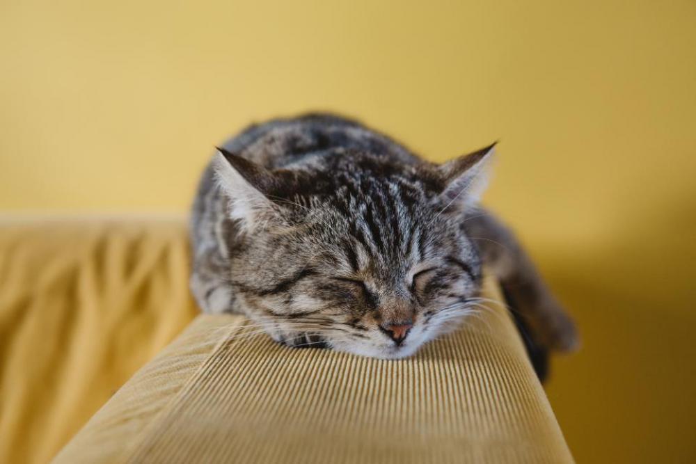 cat cute animal couch sofa cat cute animal couch sofa