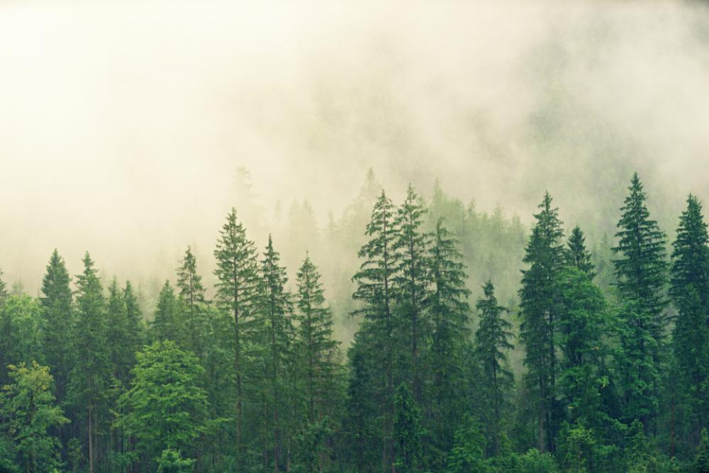 misty morning forest green mountain misty morning forest green mountain