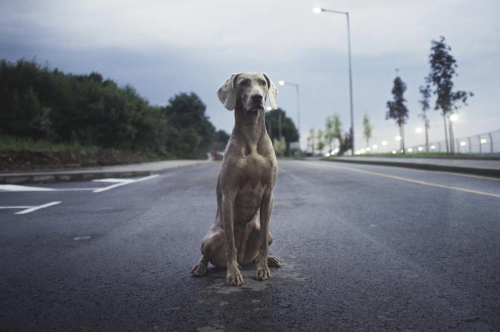 breed dog animal clouds sky breed dog animal clouds sky