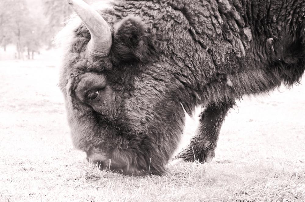 bison wild animal nature outdoors bison wild animal nature outdoors