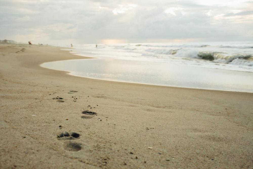 beach sand footprints shore ocean beach sand footprints shore ocean