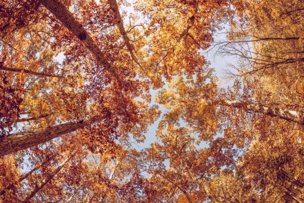 trees leaves branches fall autumn trees leaves branches fall autumn