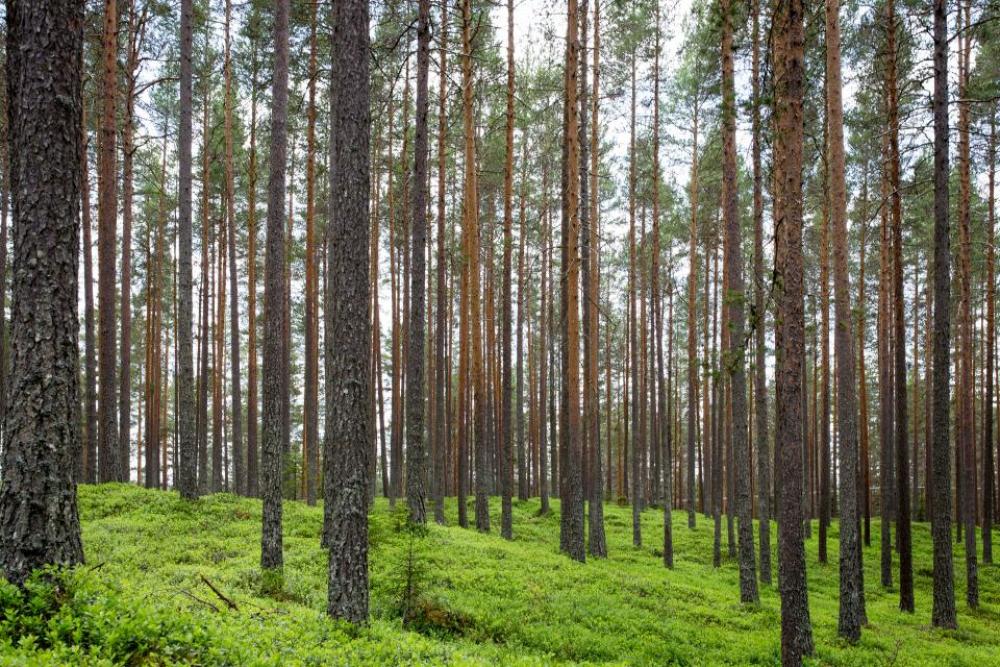 trees plants nature forest green trees plants nature forest green