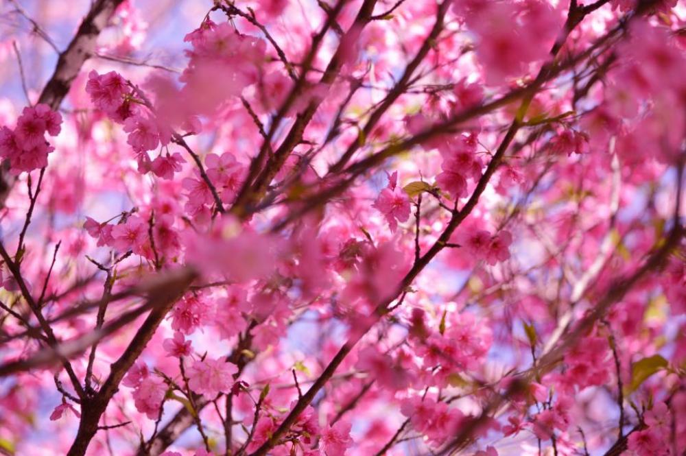 flower blossom bloom pink stem flower blossom bloom pink stem