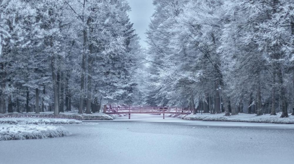 trees plants nature snow winter trees plants nature snow winter