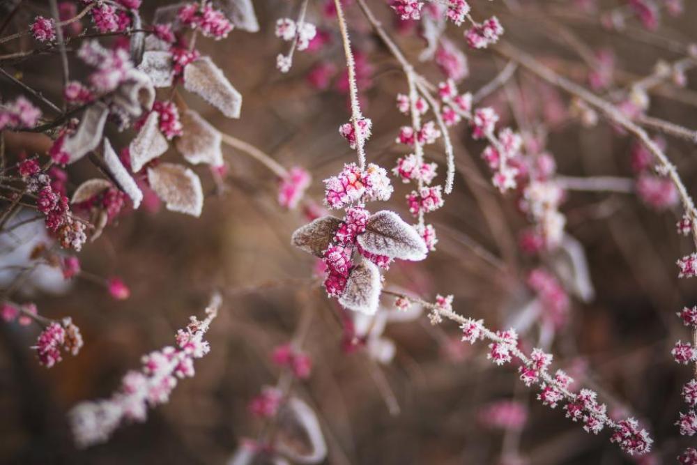 trees branches leaves plants berries trees branches leaves plants berries
