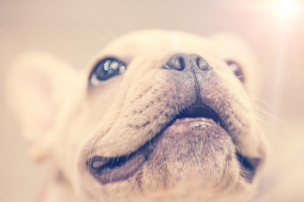 puppy smile close-up dog animal puppy smile close-up dog animal