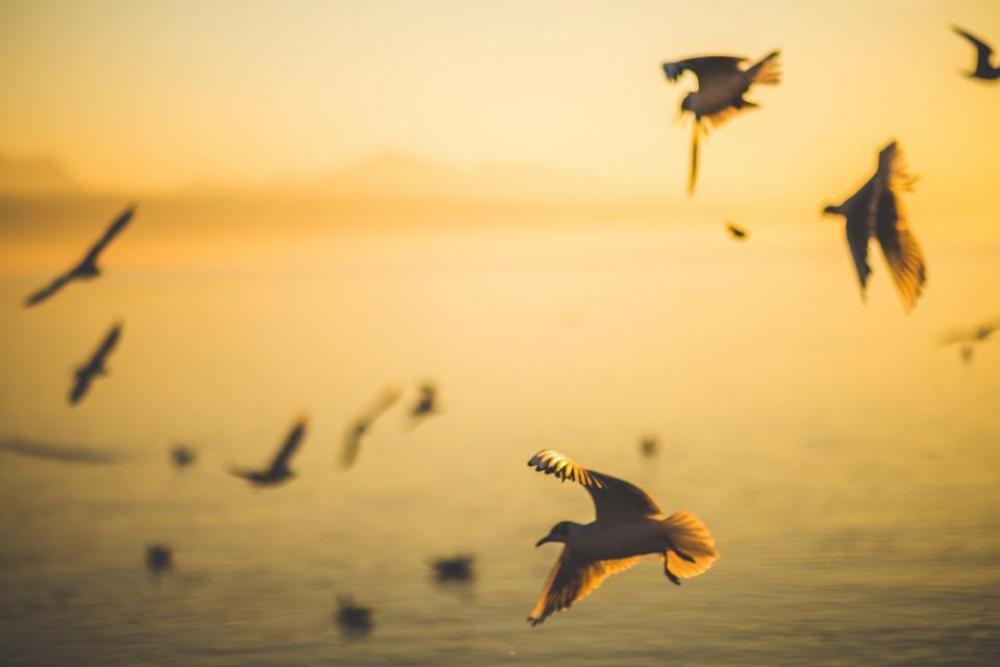 birds flying wings animals ocean birds flying wings animals ocean