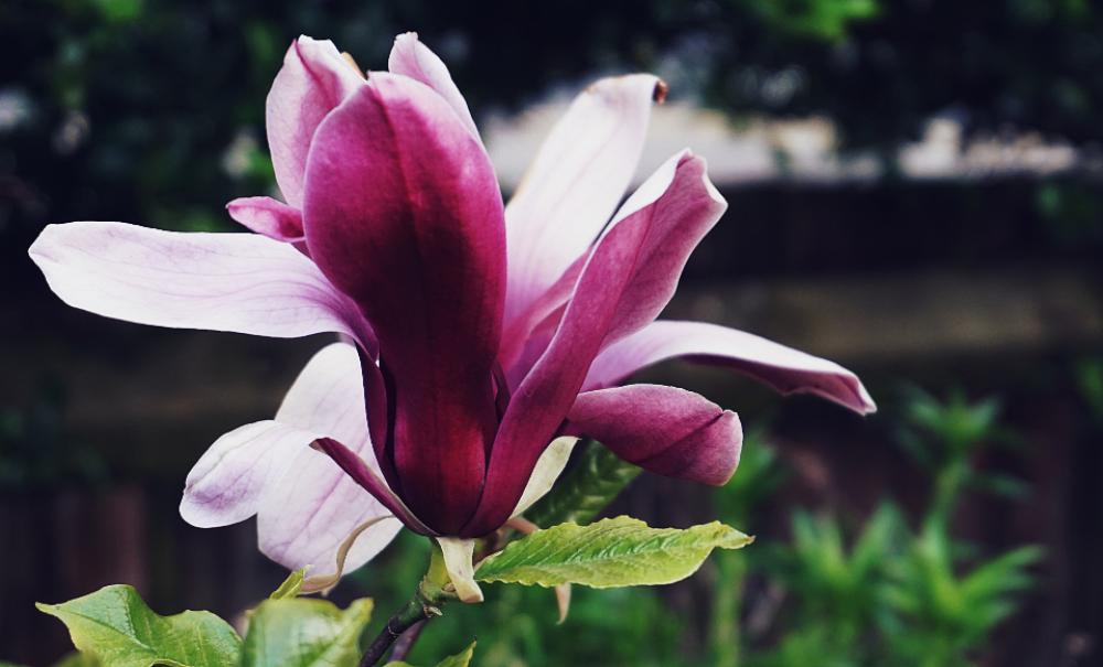 magnolia flowers plants nature garden magnolia flowers plants nature garden