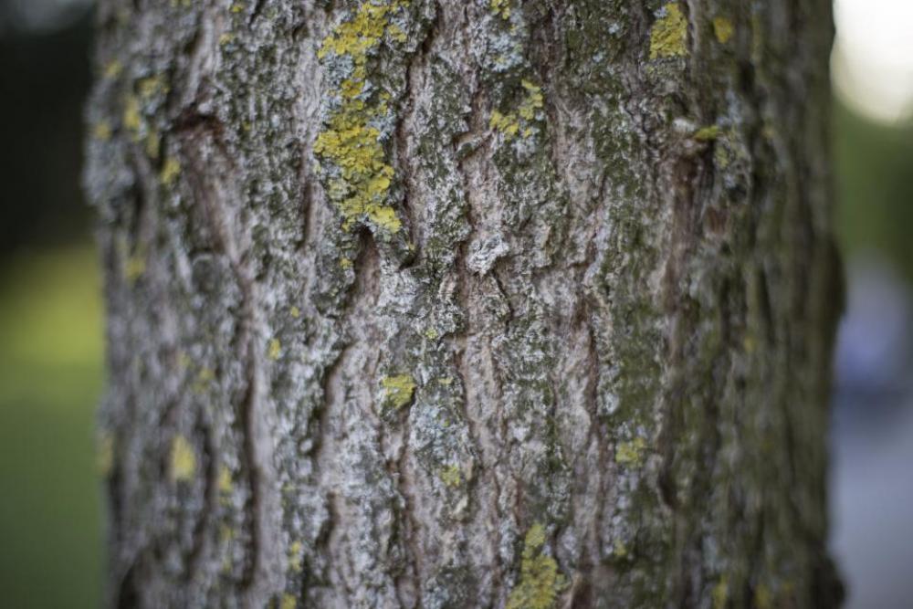 tree plant wood nature blur tree plant wood nature blur