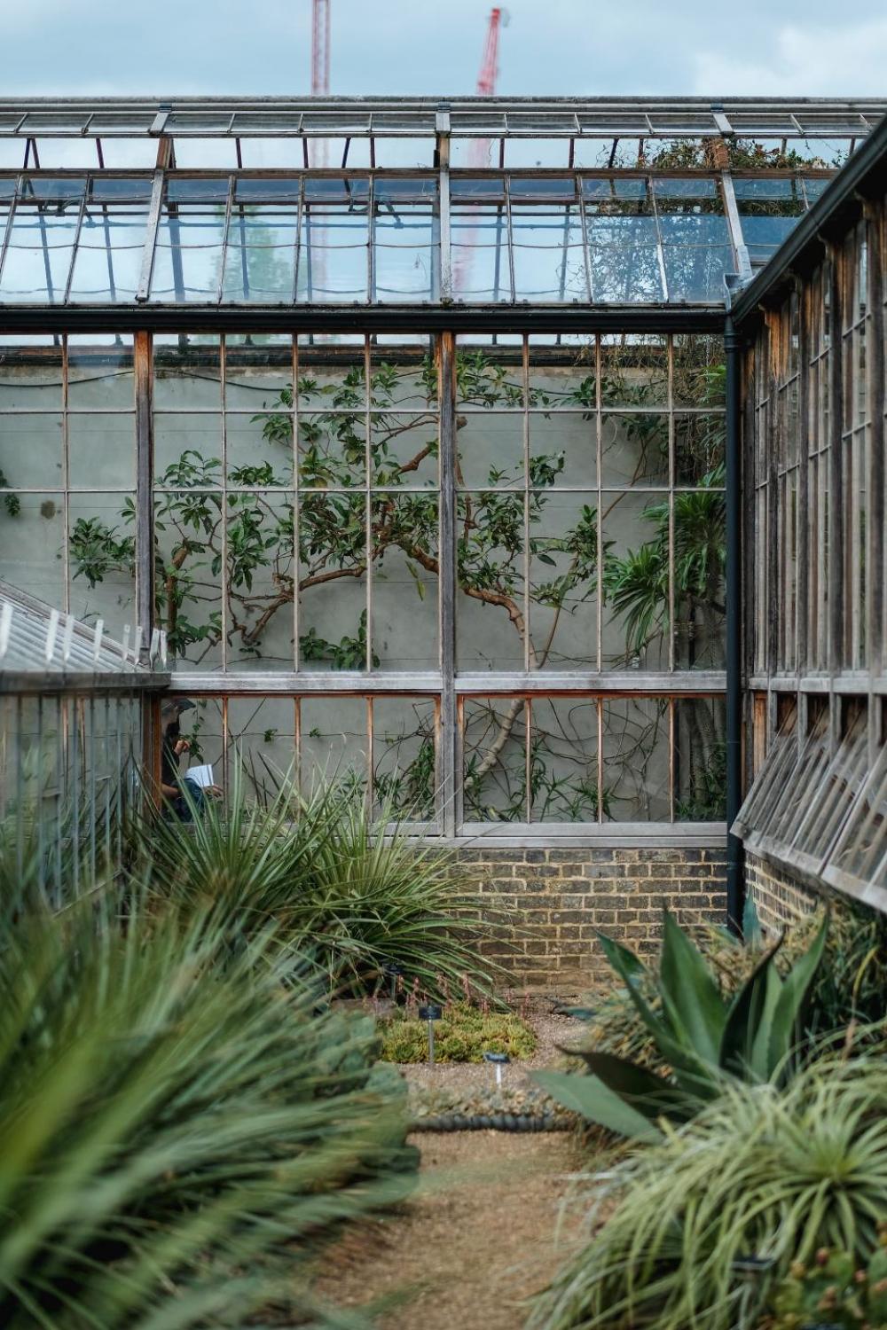 greenhouse plants nature garden greenhouse plants nature garden