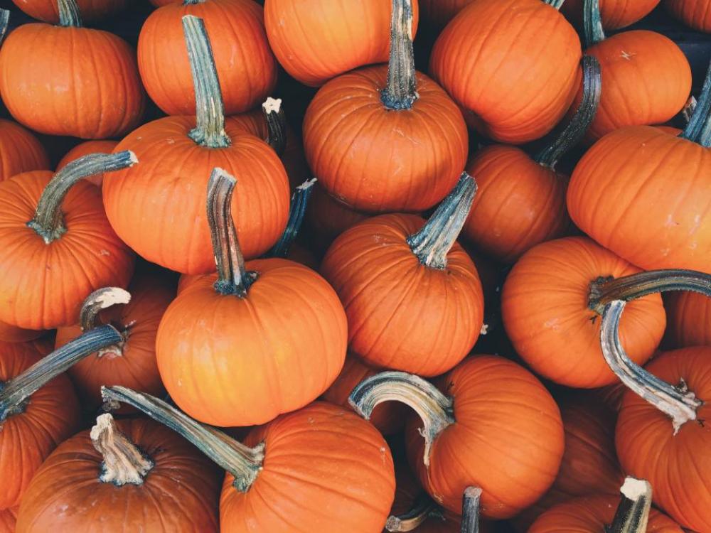 orange pumpkins halloween farm orange pumpkins halloween farm