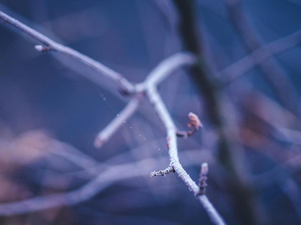 frost cold winter trees branches frost cold winter trees branches