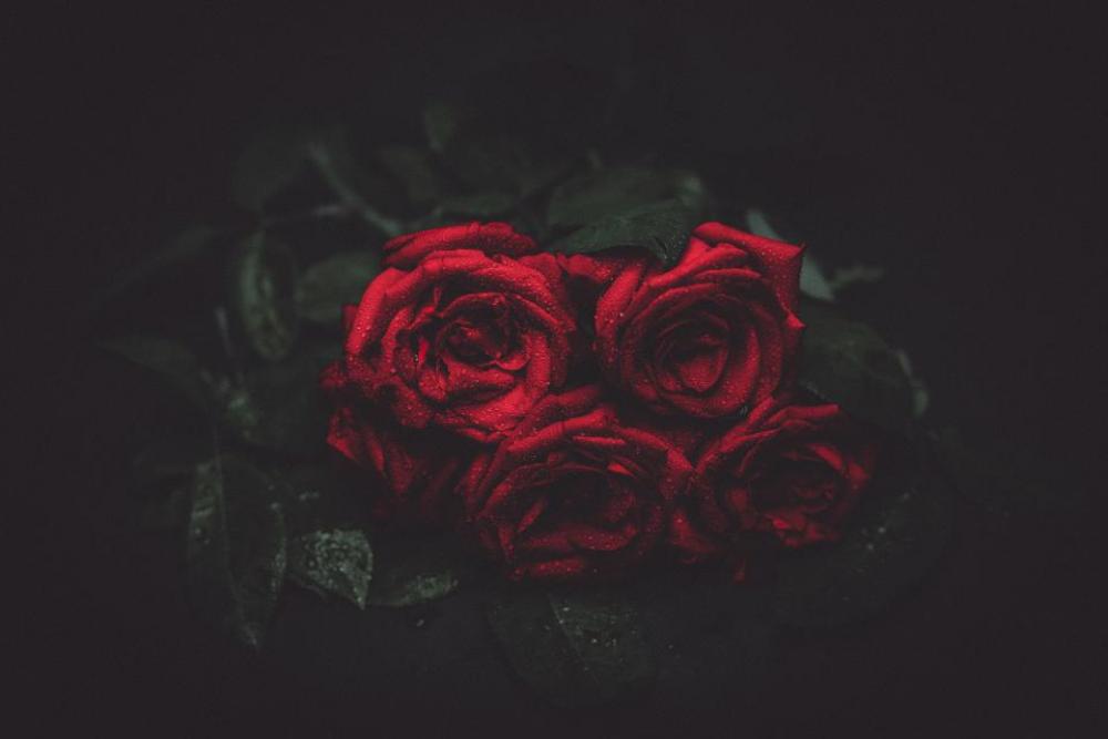 red roses flowers red roses flowers