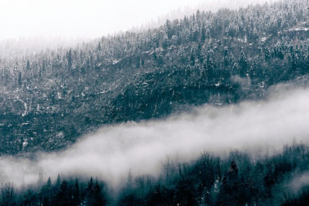 nature woods forest trees smoke nature woods forest trees smoke