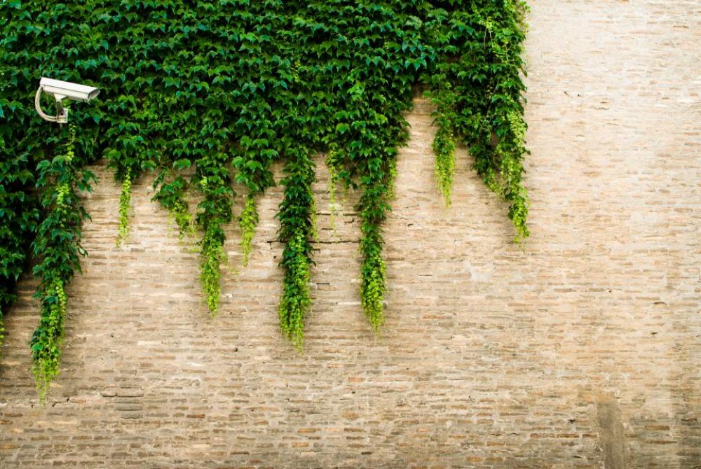 camera vines green plant wall camera vines green plant wall