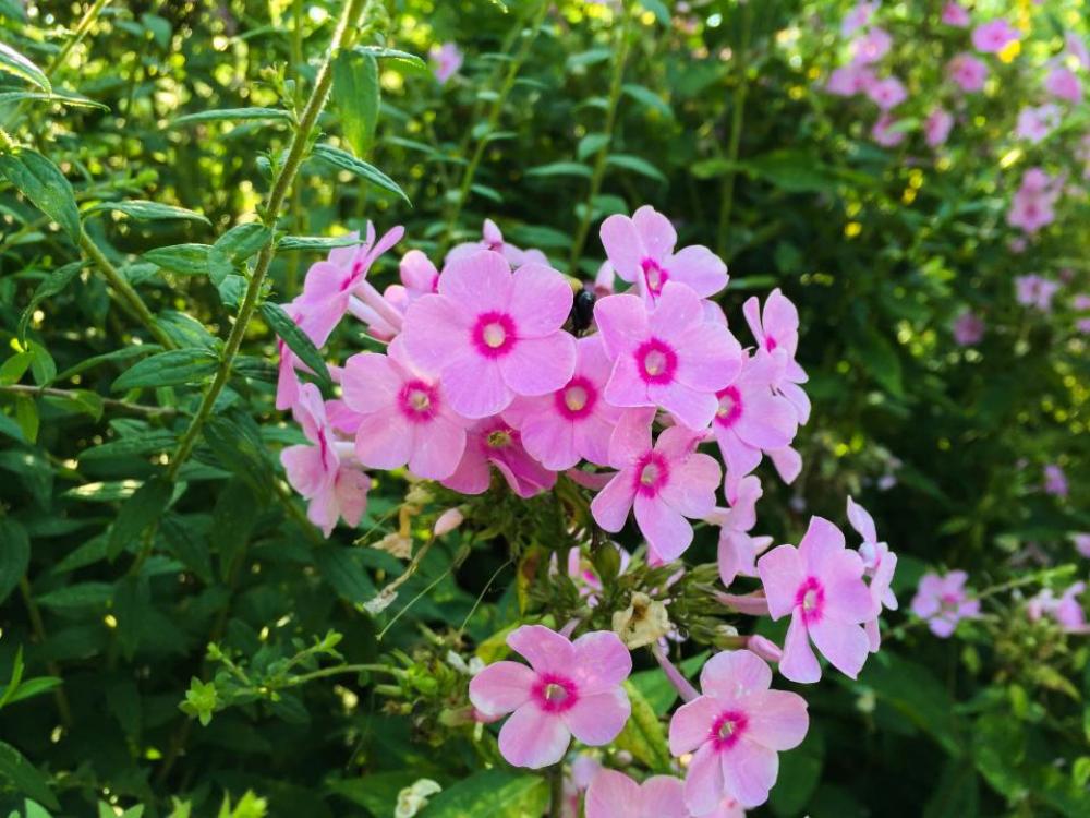 pink flowers garden plants green pink flowers garden plants green