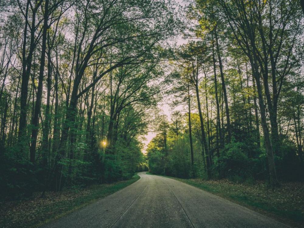 rural road countryside trees forest rural road countryside trees forest