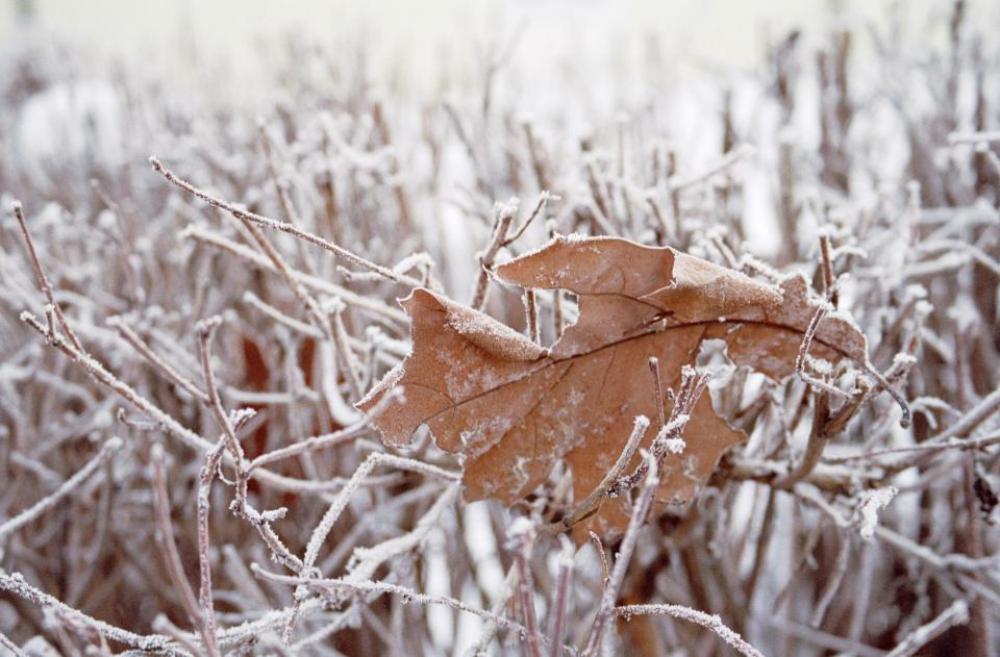leaf grass snow cold winter leaf grass snow cold winter
