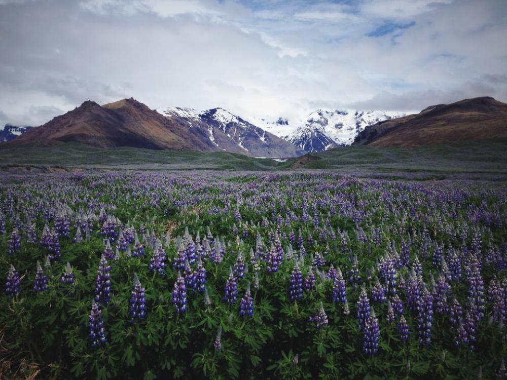 lavender field flower farm outdoor lavender field flower farm outdoor