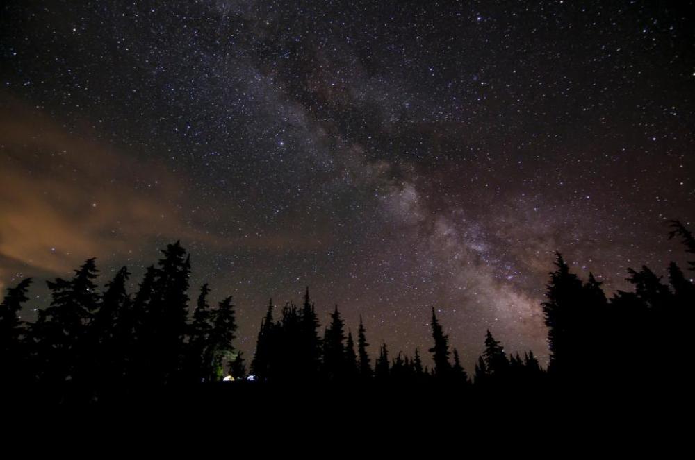 trees dark night nature sky trees dark night nature sky