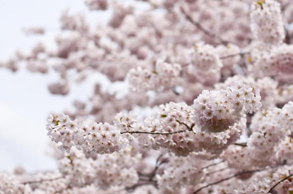 blossoms flowers trees branches nature blossoms flowers trees branches nature