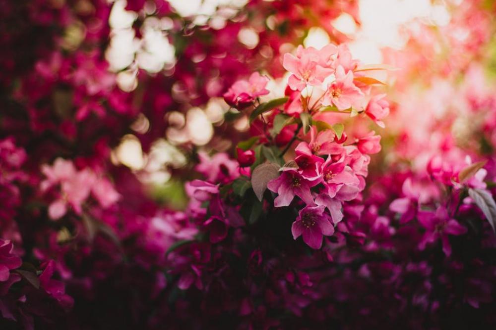 pink flower bloom petal leaves pink flower bloom petal leaves