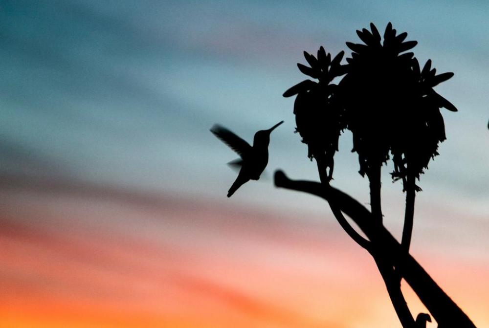 sky sunset bird animal flying sky sunset bird animal flying