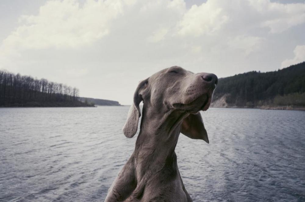 weimaraner breed dog animal lake weimaraner breed dog animal lake