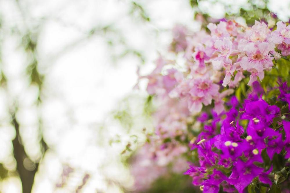 flower bloom petal nature plant flower bloom petal nature plant