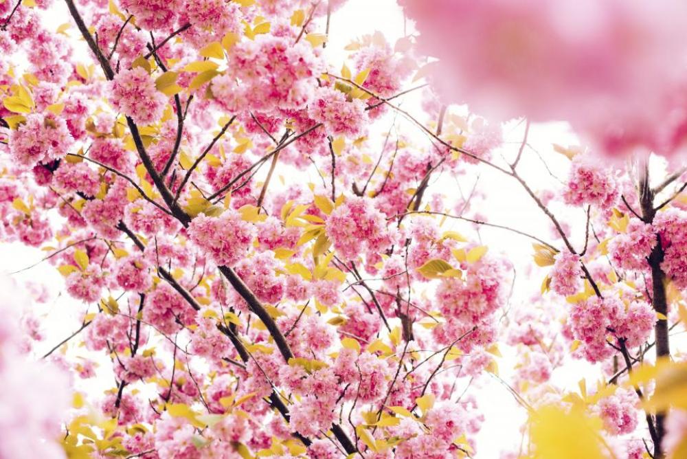 flower pink petal bloom garden flower pink petal bloom garden