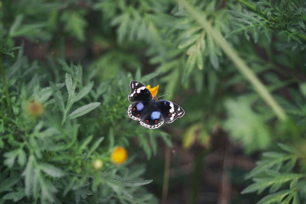green plant butterfly insect nature green plant butterfly insect nature