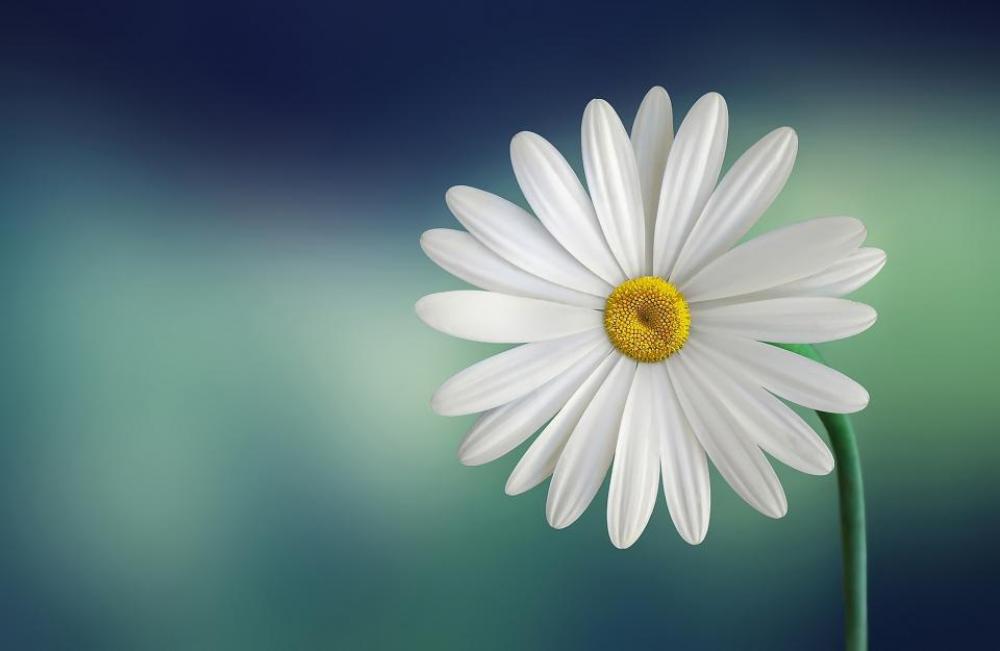 bloom blossom close-up daisy flora bloom blossom close-up daisy flora