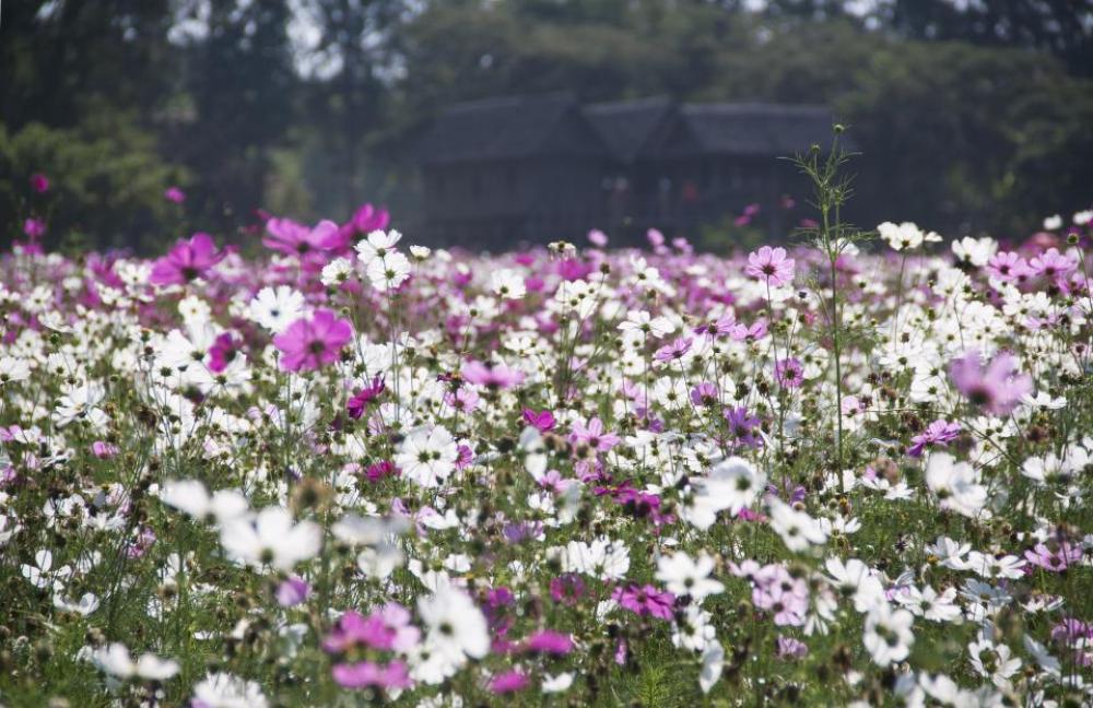 flowers nature blossoms field bed flowers nature blossoms field bed