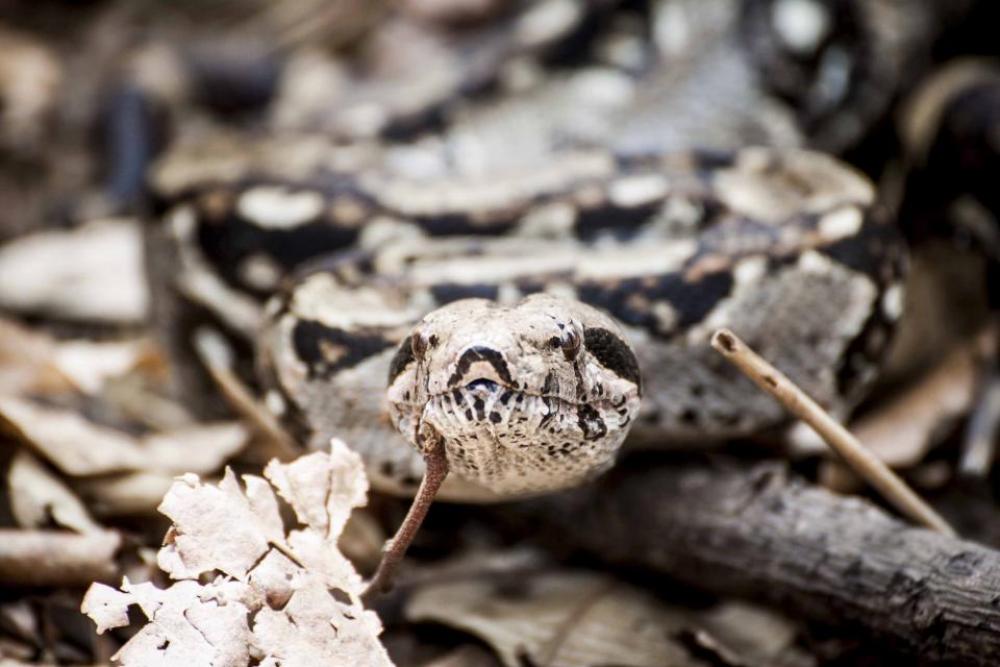 snake animal reptile leaf fall snake animal reptile leaf fall