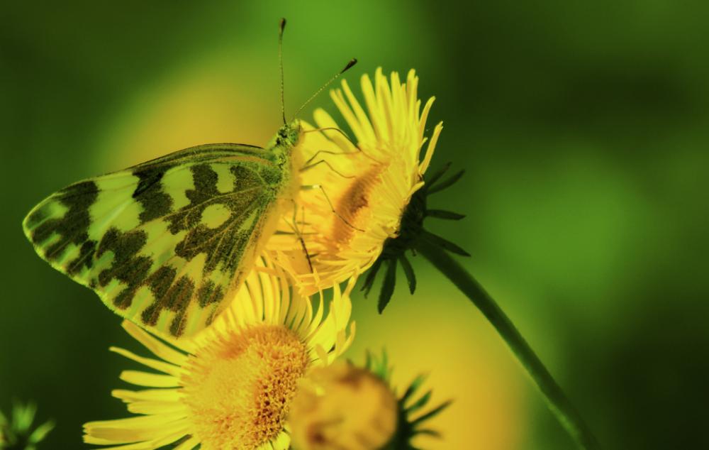 butterfly insect flower yellow green butterfly insect flower yellow green