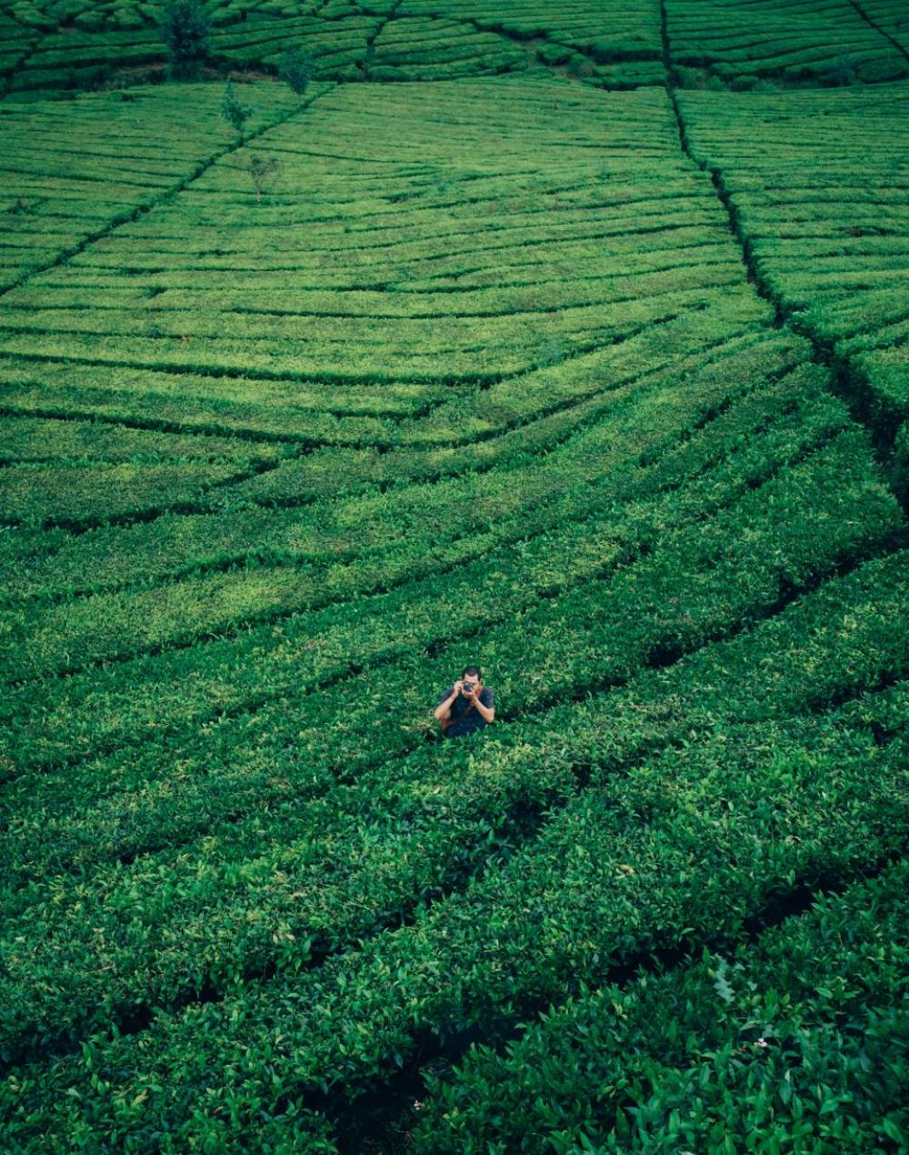 green plants nature agriculture field green plants nature agriculture field