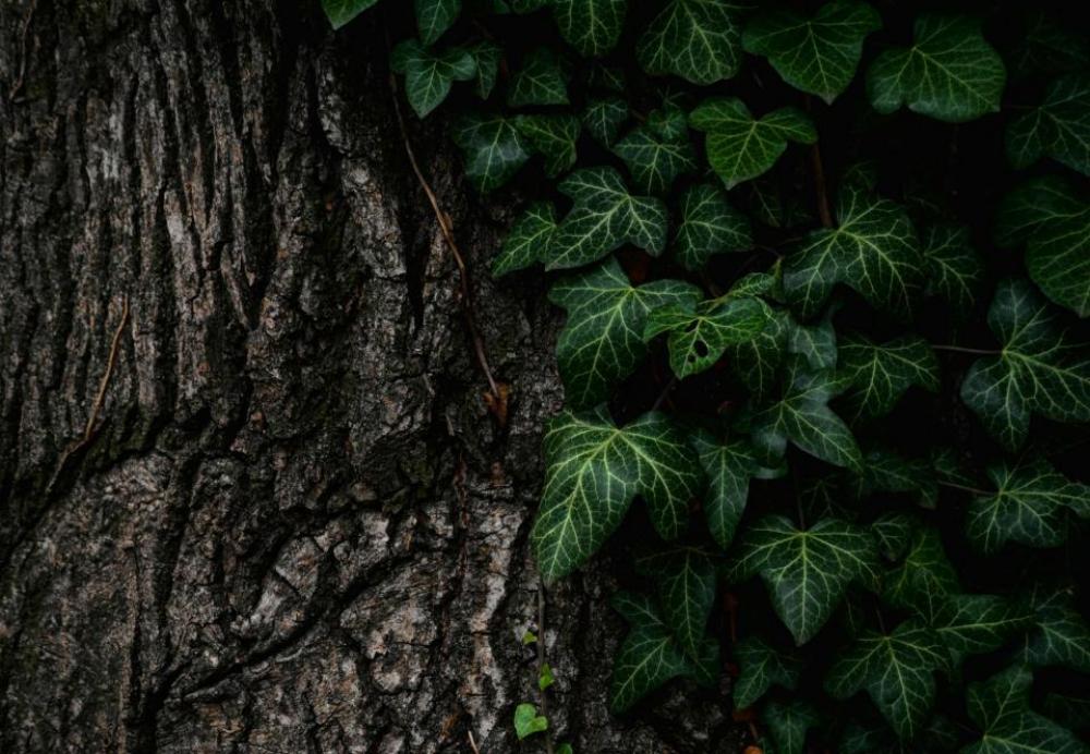 tree leaves nature bark texture tree leaves nature bark texture