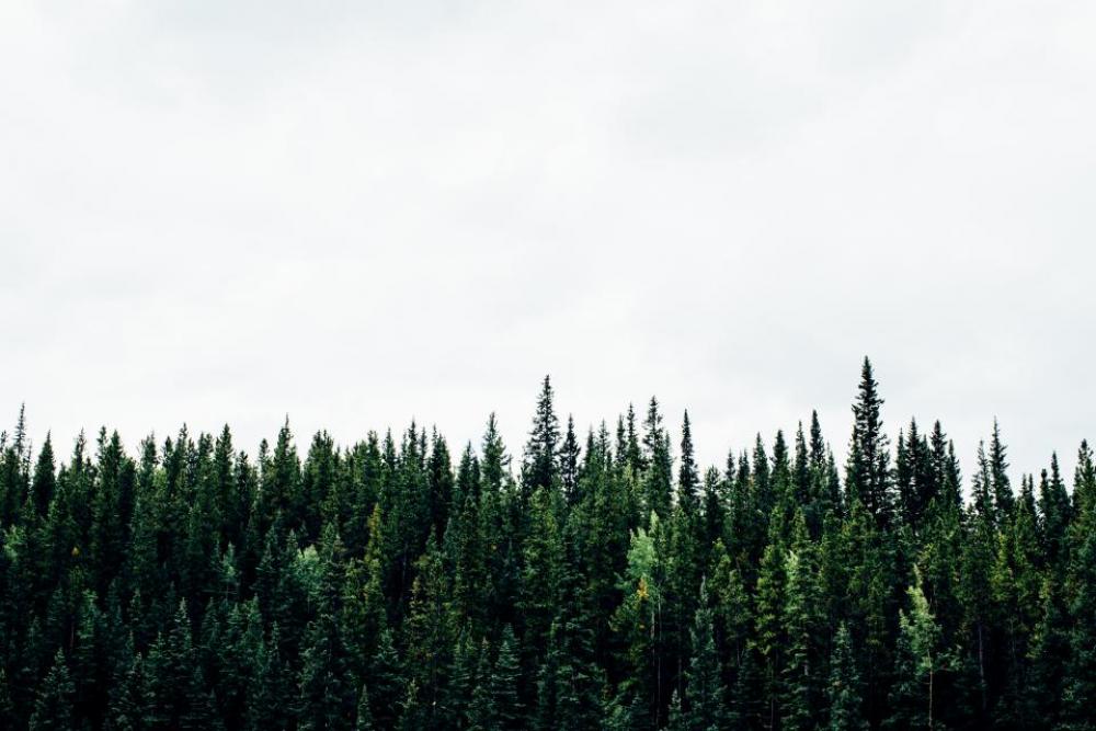 green trees plant nature forest green trees plant nature forest