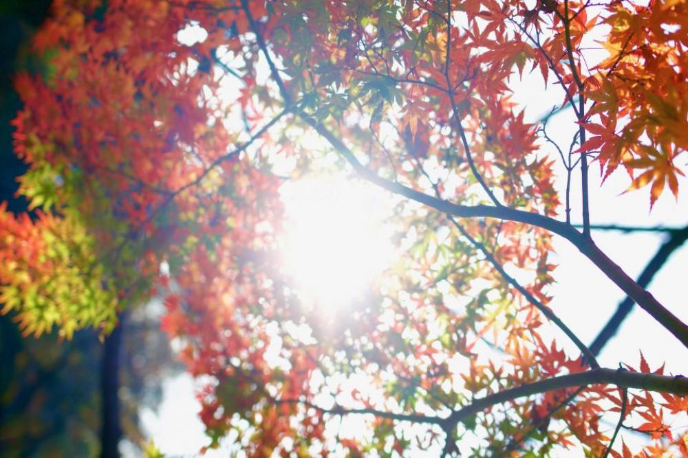 leaf tree plant nature autumn leaf tree plant nature autumn