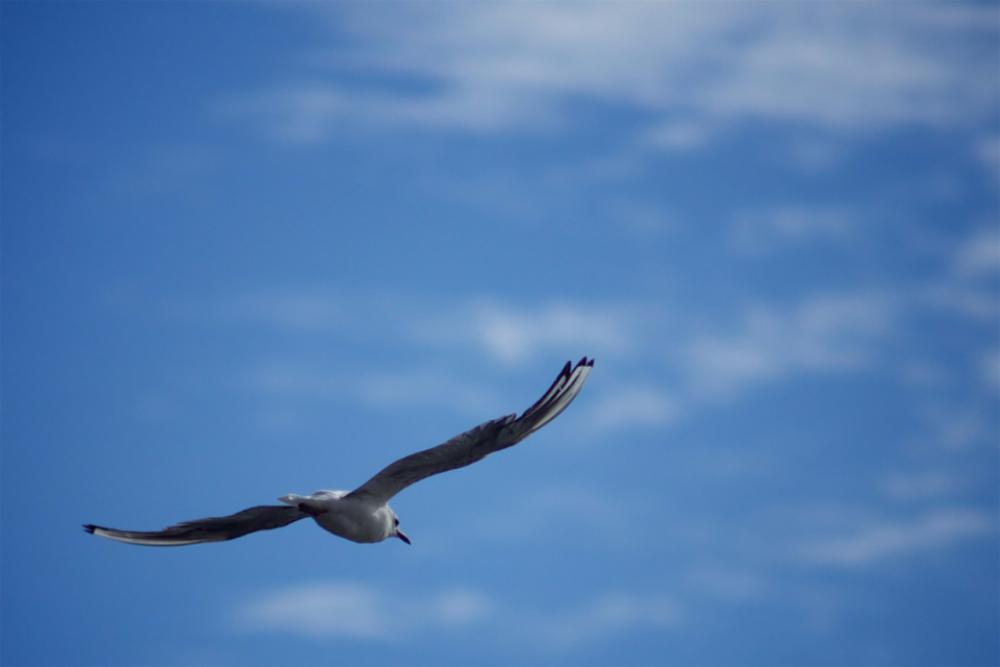 bird fly freedom sky blue bird fly freedom sky blue