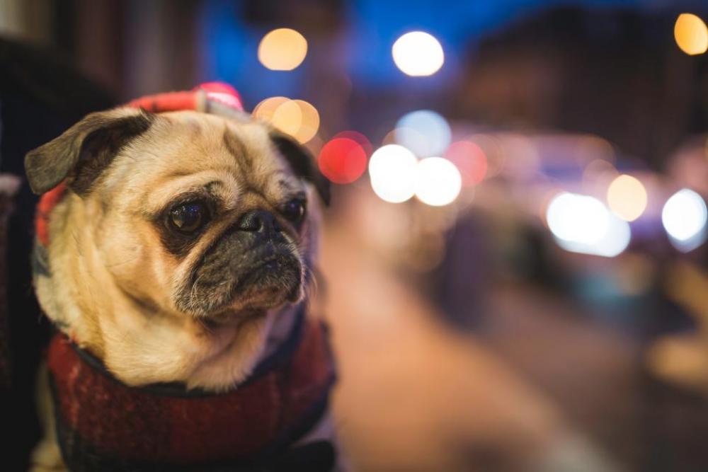 animal dog bulldog friend pet animal dog bulldog friend pet