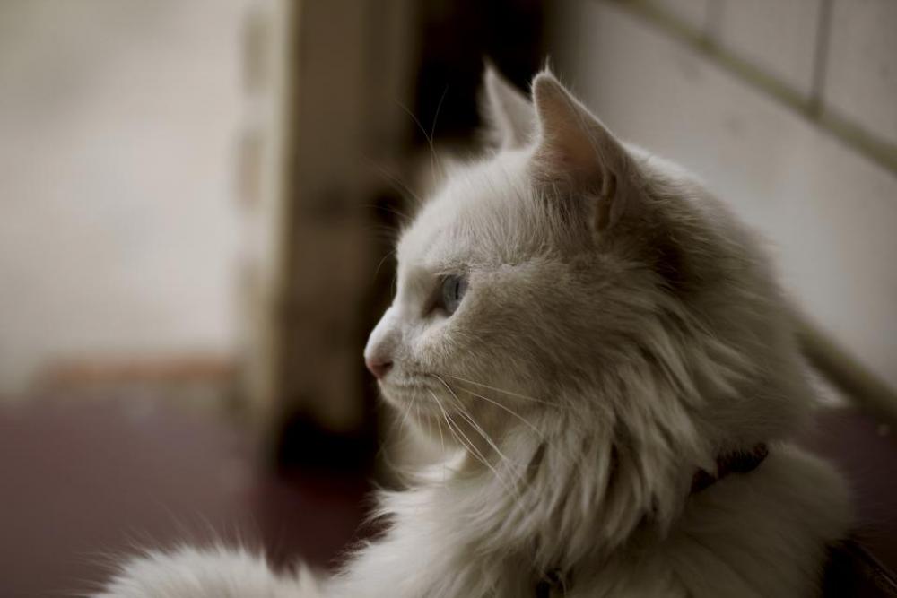 white cat kitten house animal white cat kitten house animal