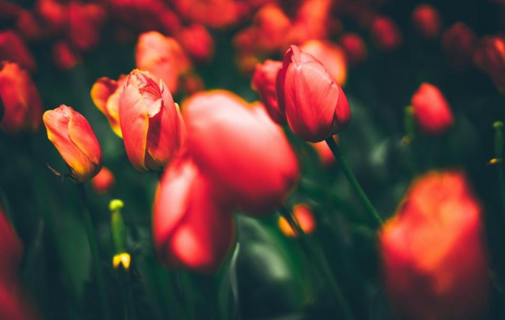 flowers nature blossoms branches bed flowers nature blossoms branches bed