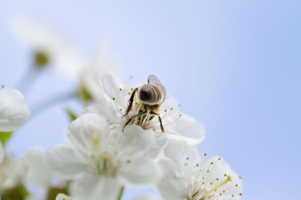 white flower blossoms bloom garden white flower blossoms bloom garden